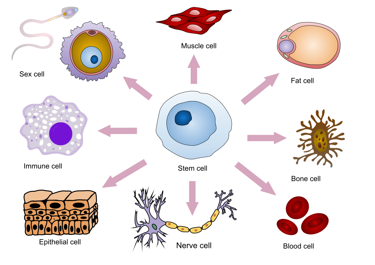 Through cellular differentiation, an unspecialized stem cell selectively expresses specific genetic instructions to develop into distinct, specialized cell types.