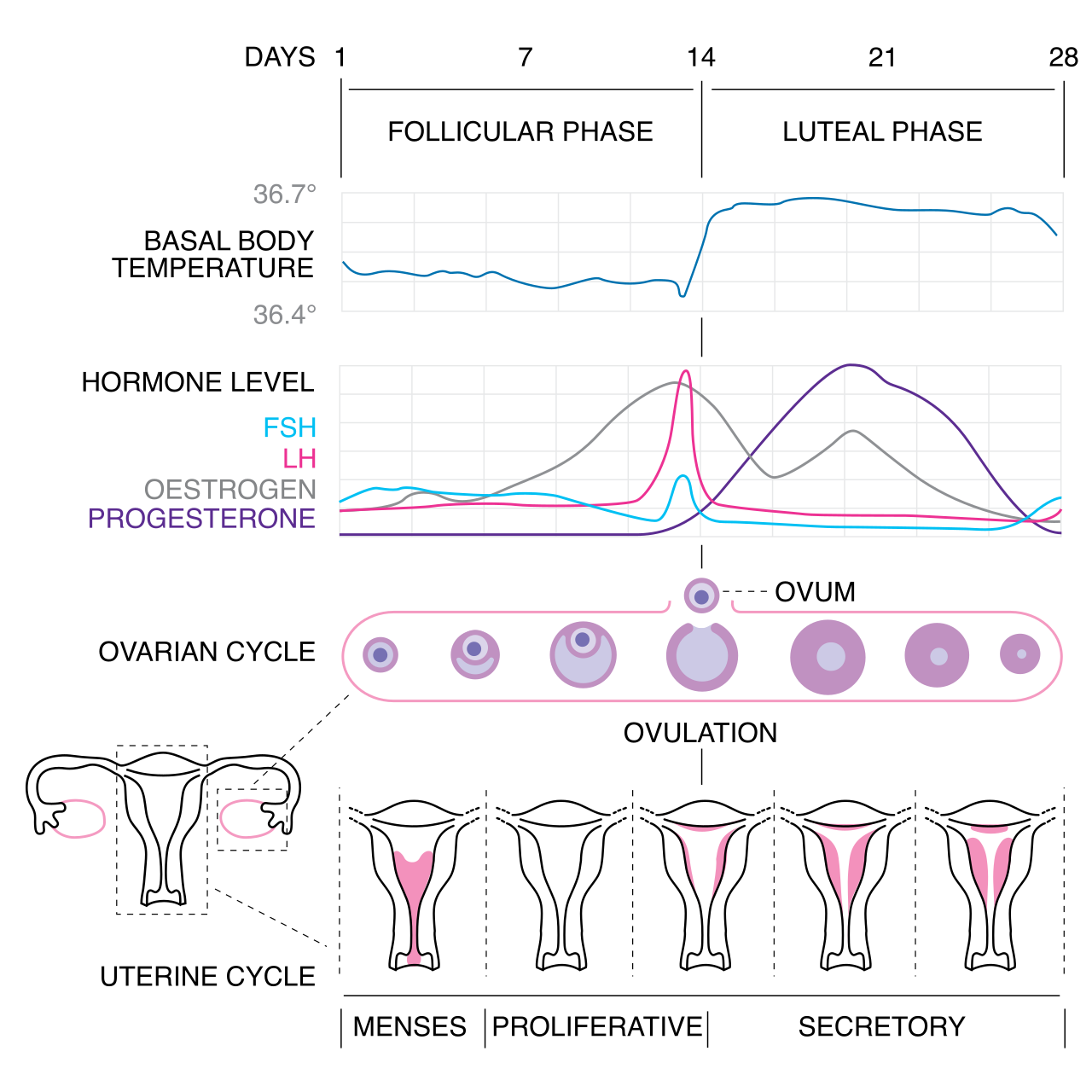 Hormonal fluctuations during the menstrual cycle. Note the sharp mid-cycle surge in Luteinizing Hormone (LH) that triggers ovulation, followed closely by the rise in progesterone secreted by the newly formed corpus luteum.