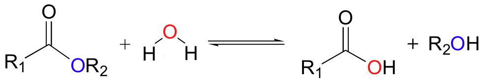 Generic hydrolysis reaction, showing how a water molecule is consumed to cleave a chemical bond and break down a polymer into individual monomers.