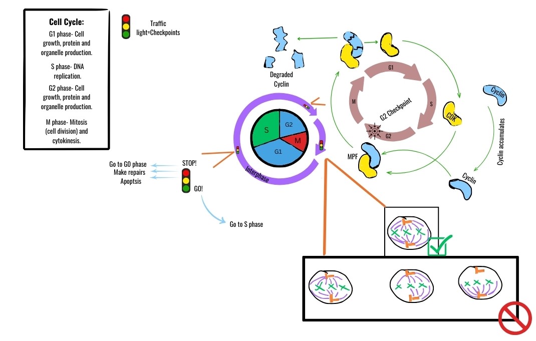The three major cell cycle checkpoints (G1, G2, and M) act as strict molecular quality-control inspectors to ensure internal and external conditions are favorable before allowing cell division to proceed.