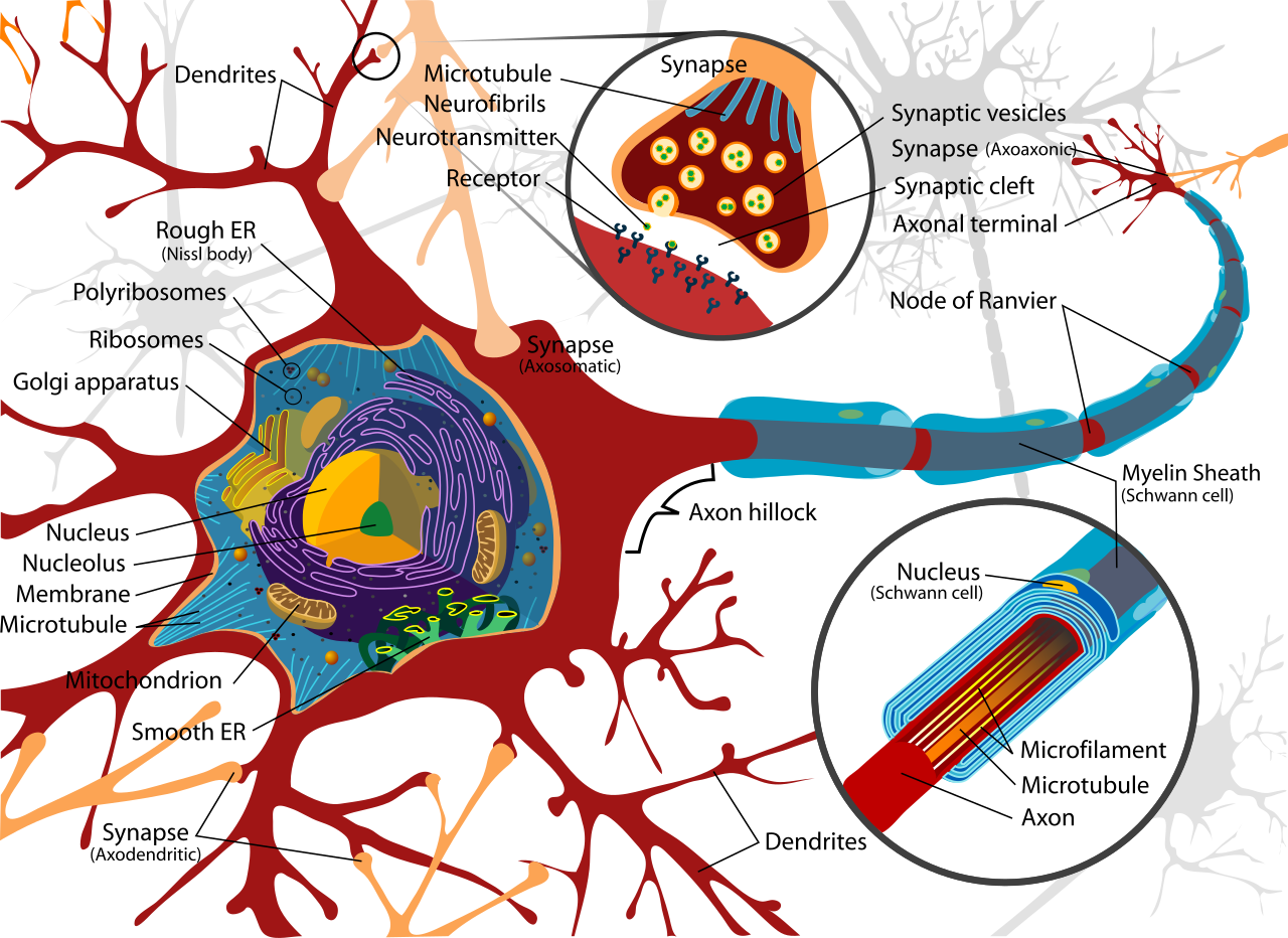 Diagram of a typical neuron, illustrating the signal-receiving dendrites, the cell body, and the myelin-insulated axon utilized for rapid electrical transmission.