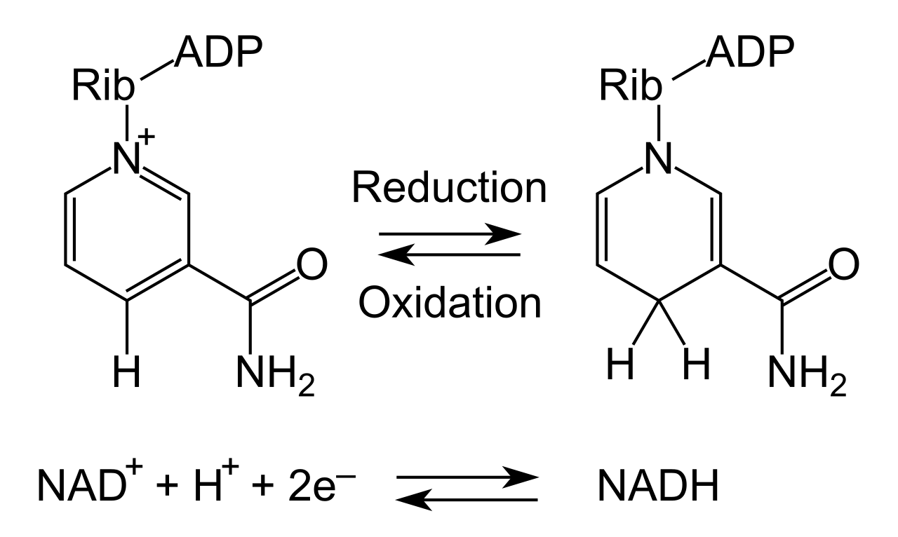 NAD+ functions as a highly mobile electron shuttle in the cell, accepting high-energy electrons during catabolic reactions to become its reduced form, NADH.