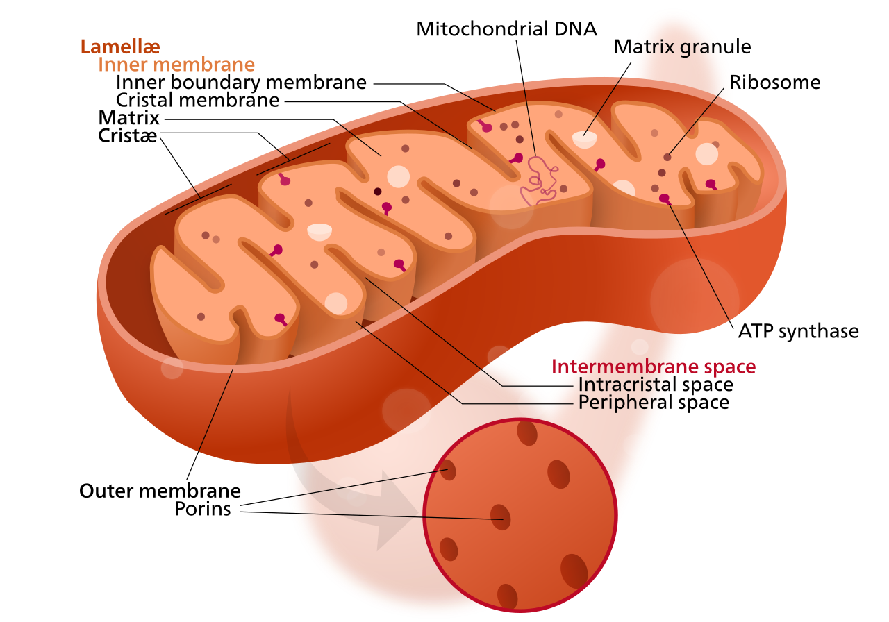 Mitochondria produce the bulk of a cell's ATP. They contain their own circular DNA, reflecting their evolutionary origin as independent, free-living bacteria.