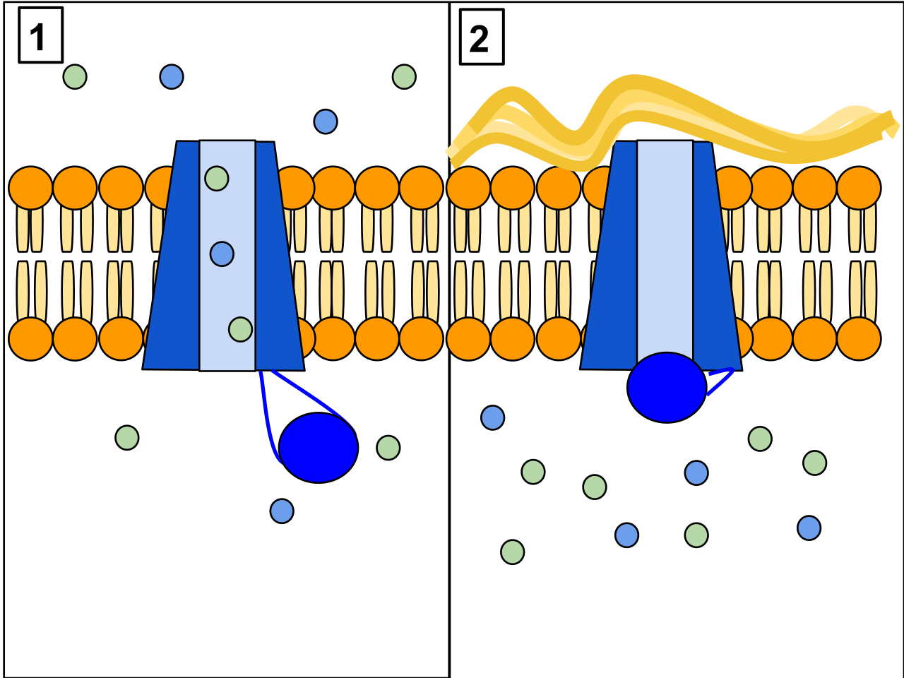 The CFTR protein is a channel regulating ion flow in the cells. When mutated in Cystic Fibrosis, defective cellular transport leads to the devastating accumulation of thick, sticky mucus within the respiratory and gastrointestinal tracts.