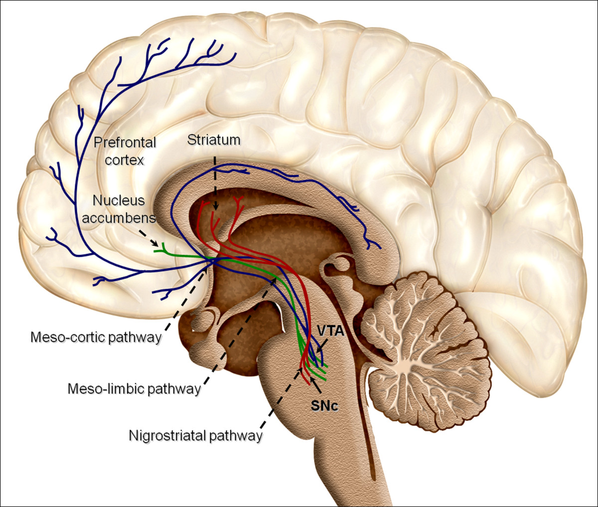 The brain's dopaminergic reward structures, including the ventral tegmental area and nucleus accumbens, are fundamentally altered and hijacked during the development of substance use disorders.
