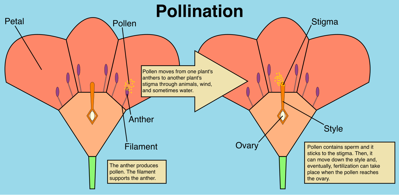 Angiosperms rely on flowers to facilitate reproduction, often utilizing visual and chemical signals to entice insects to transfer pollen between plants.