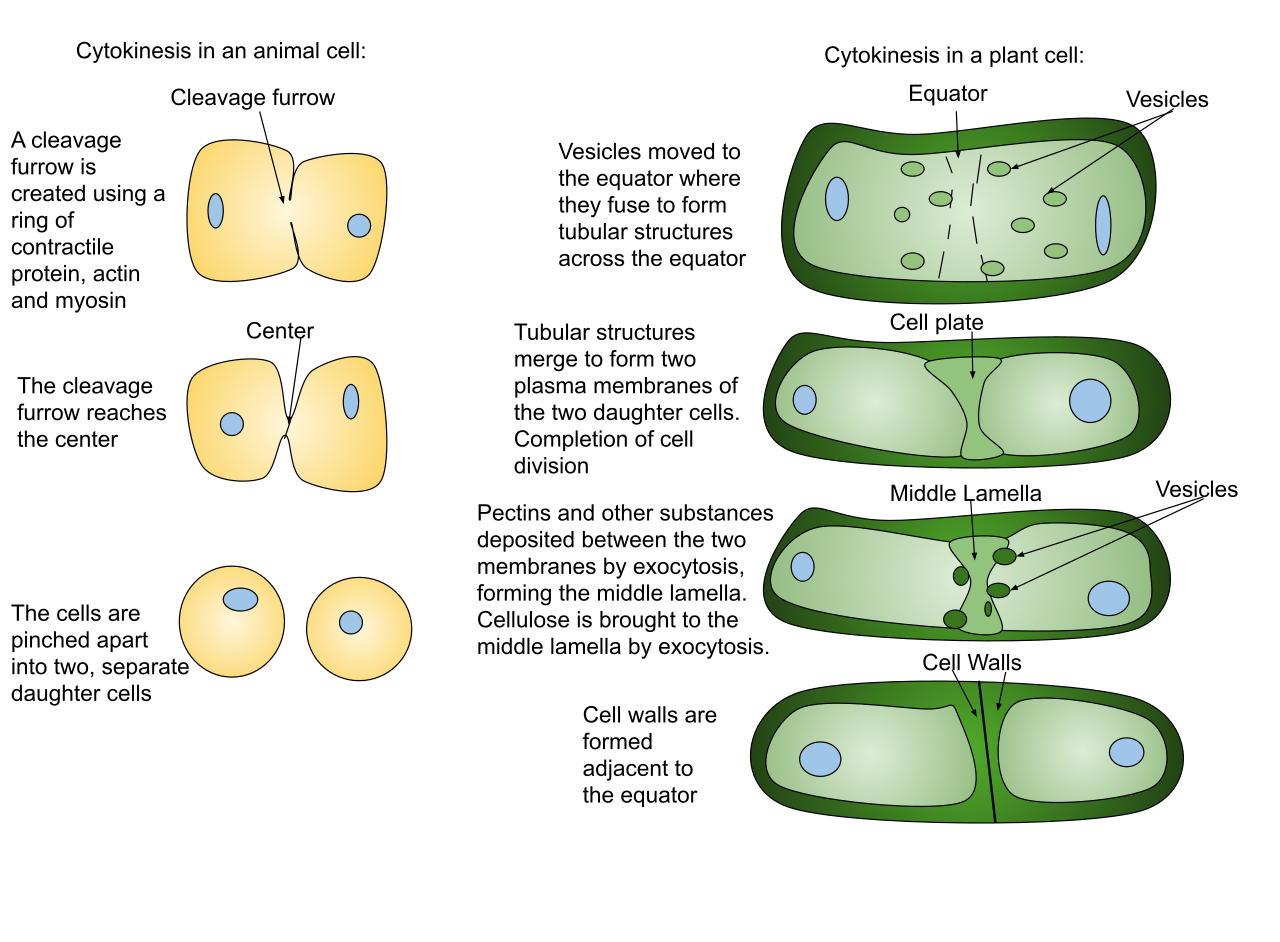 Cytokinesis differs significantly between eukaryotic kingdoms: animal cells pinch inward via a cleavage furrow, whereas plant cells build a rigid cell plate from the inside out due to their stiff cell walls.
