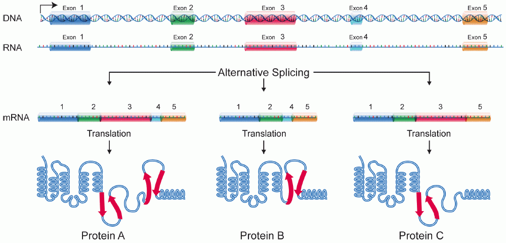Alternative splicing enables a single gene to yield multiple distinct protein isoforms depending on which exons are retained and which are skipped during pre-mRNA processing.