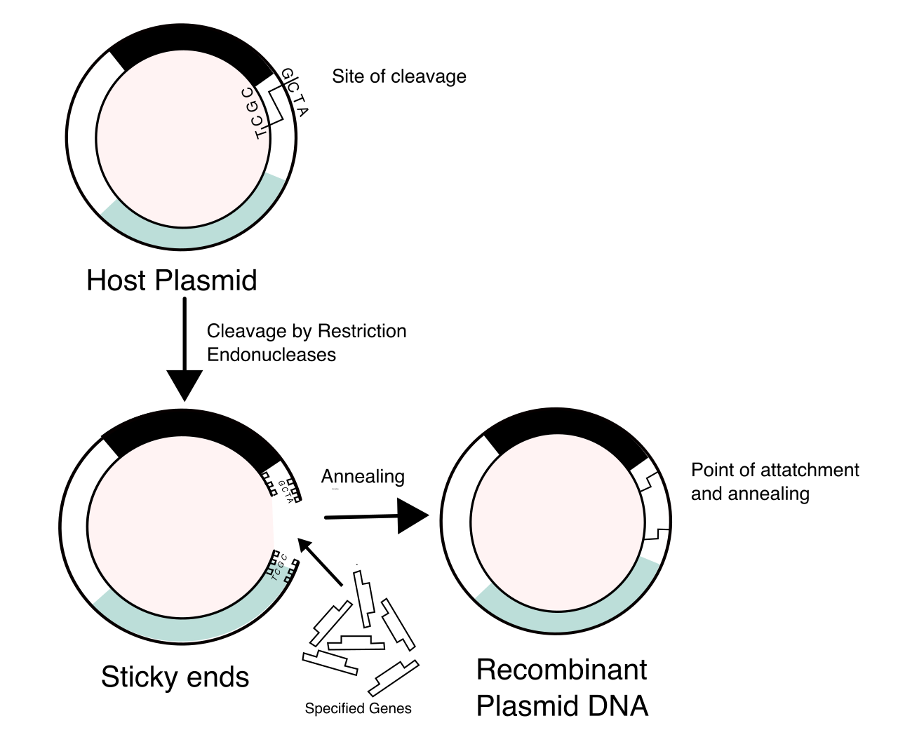 Recombinant DNA is constructed by using specialized restriction enzymes to open a circular bacterial plasmid vector and inserting a target foreign DNA fragment.