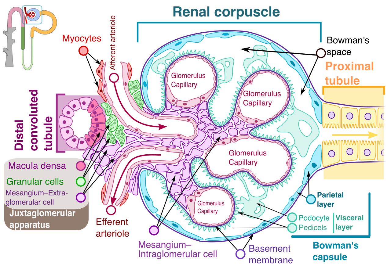 The renal corpuscle, illustrating the high-pressure network of glomerular capillaries enclosed within Bowman's capsule where the initial blood filtrate is collected.