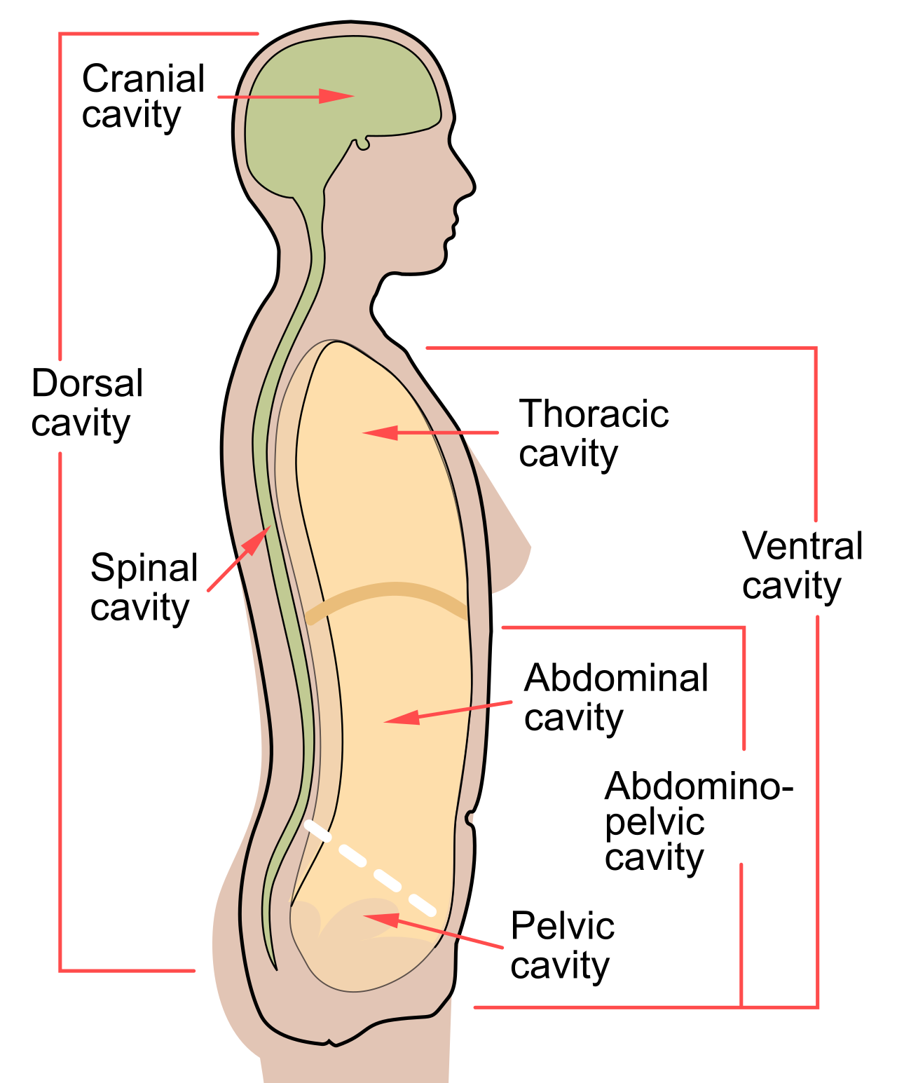 Lateral view of the human body showing the dorsal cavity (cranial and spinal) in the posterior and the ventral cavity (thoracic and abdominopelvic) in the anterior.