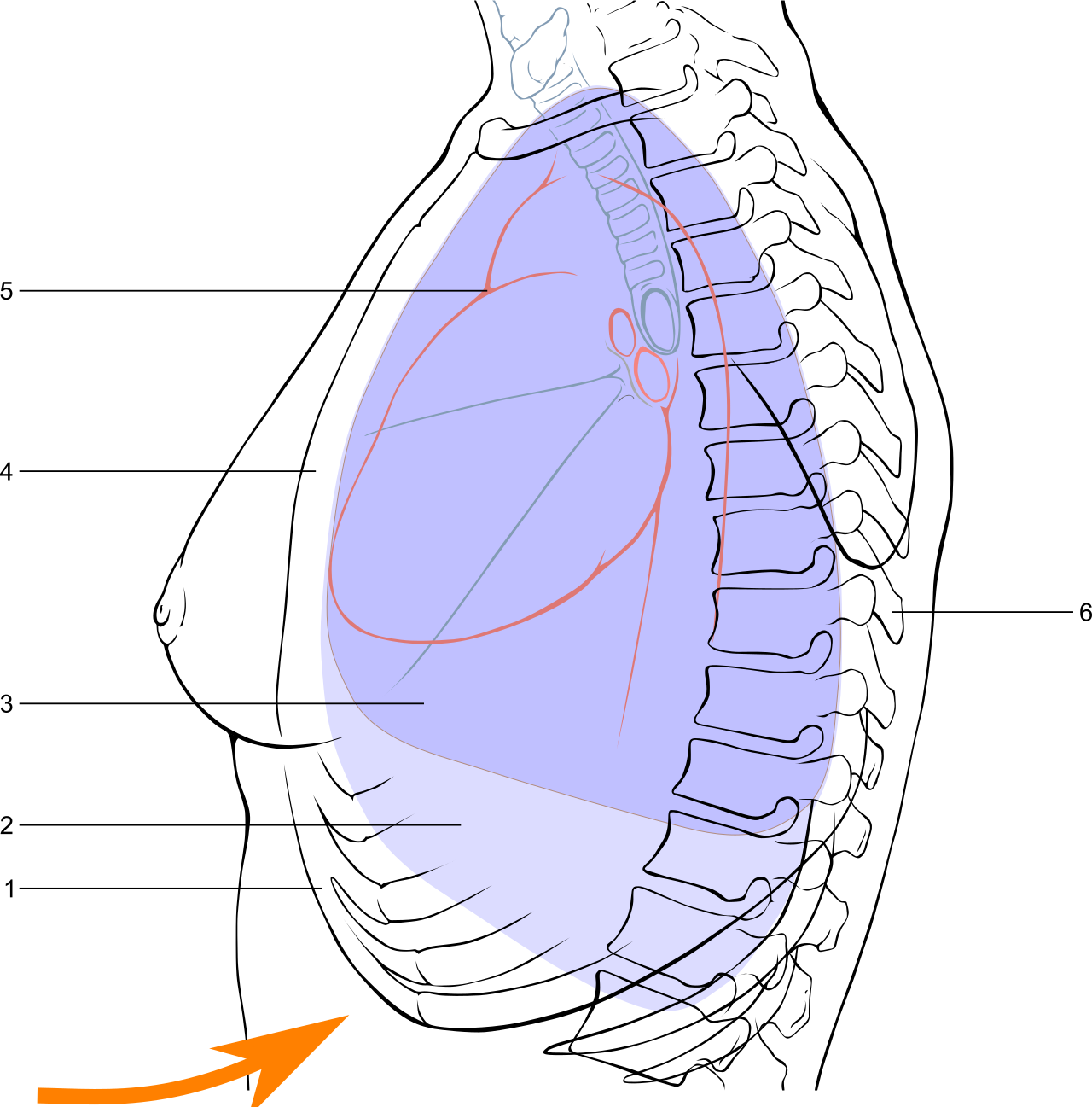 Abdominal thrusts rely on basic physics: an inward and upward force on the diaphragm rapidly decreases thoracic volume, creating a high-pressure spike that expels the airway obstruction.