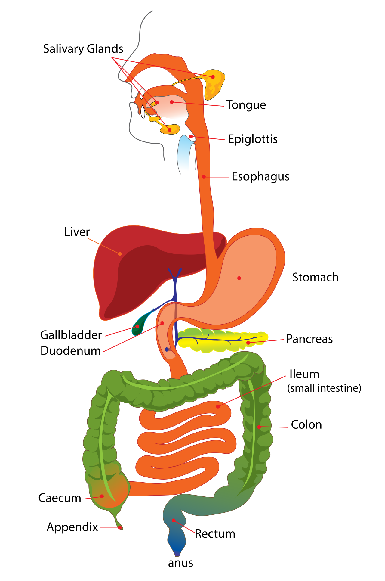 The human digestive system, highlighting the continuous alimentary canal from the mouth to the rectum, along with key accessory organs like the liver and pancreas.