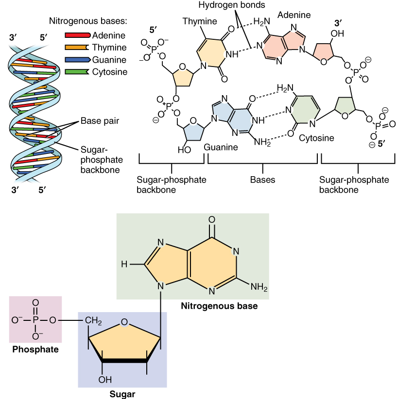 A single nucleotide monomer consists of a phosphate group, a five-carbon sugar, and a nitrogenous base. These link together to form the sugar-phosphate backbone of nucleic acids.