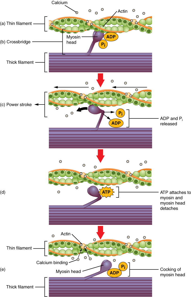 The cross-bridge cycle in action: Calcium exposes the binding sites, allowing the myosin head to attach to the actin filament and pull. ATP is strictly required to detach and reset the myosin head for the next contraction.