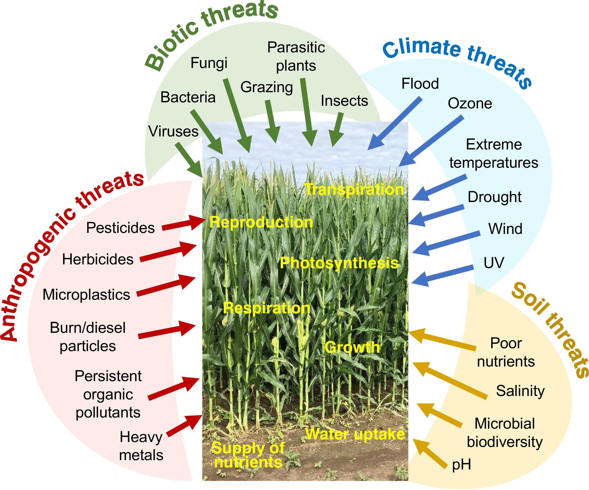 Like a developing plant exposed to environmental and physical stressors, a human student's biological development and cellular architecture are fundamentally shaped by the conditions of their environment.