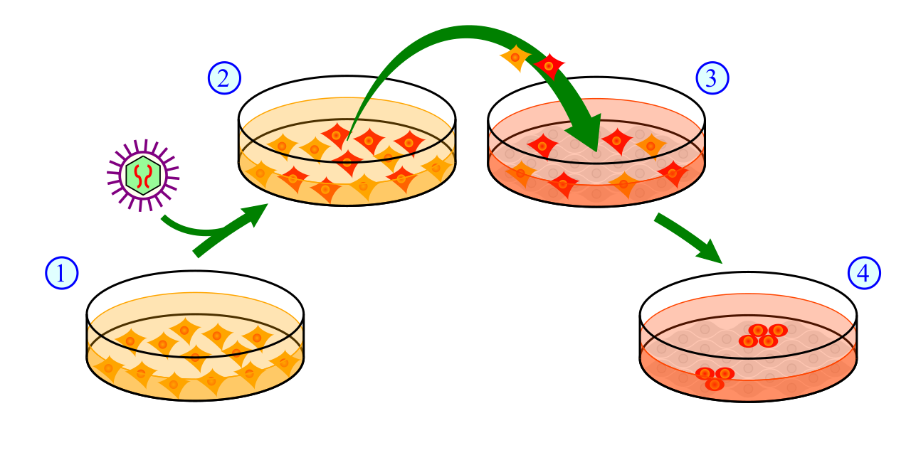 Induced pluripotent stem cells (iPSCs) are generated by reprogramming adult somatic cells using specific transcription factors, restoring them to an embryonic-like state.