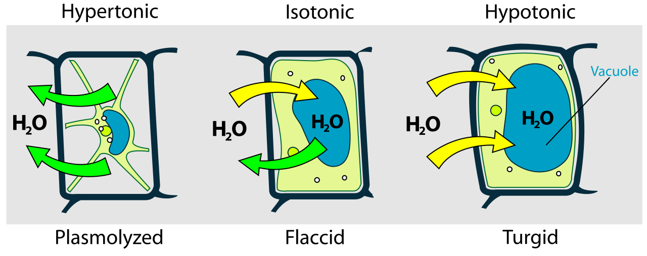 Plant cells rely on internal water (turgor) pressure to press the cell membrane tightly against the cell wall. When a plant is dehydrated, this pressure drops, causing the visible symptom of wilting.