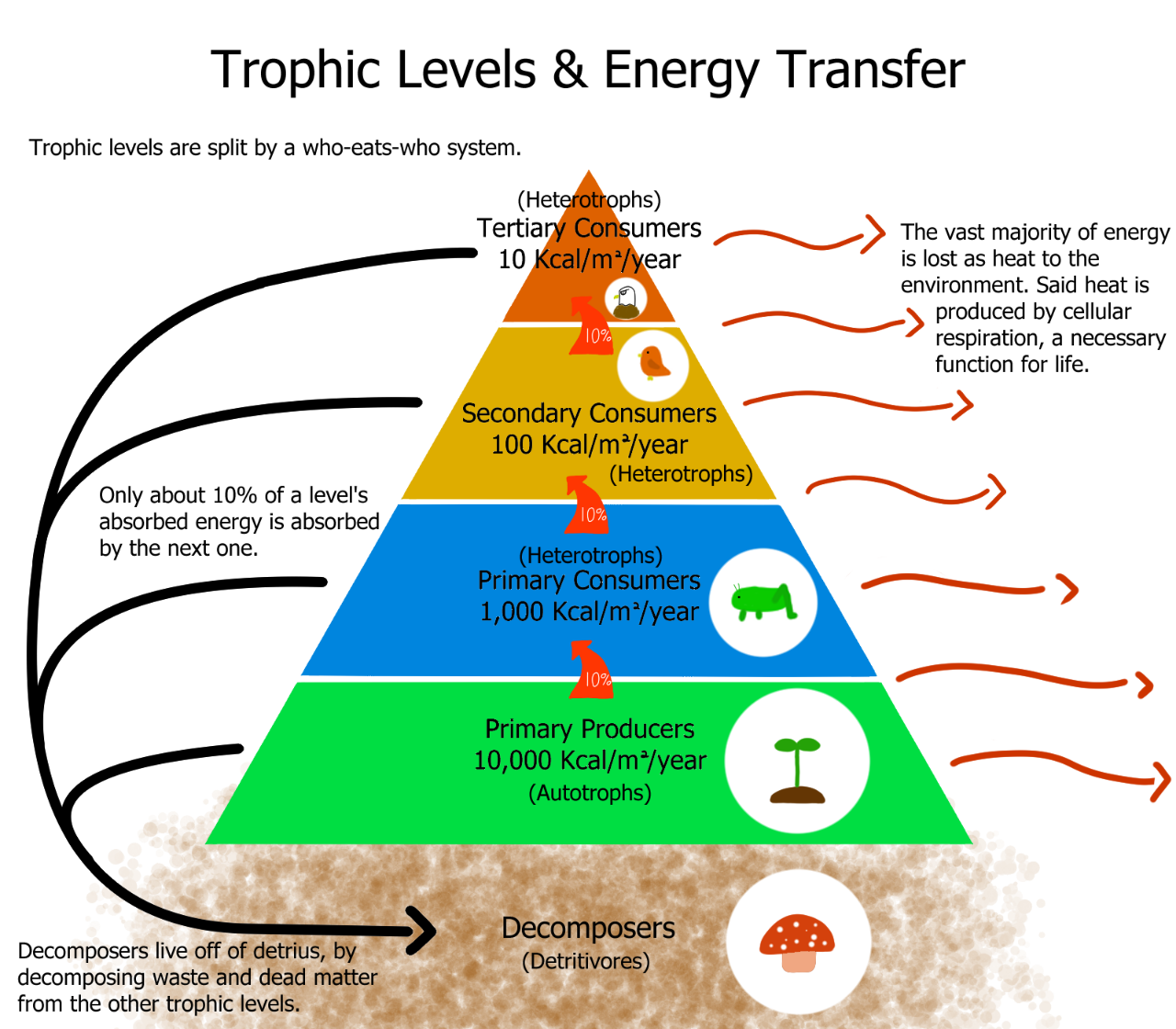 A trophic pyramid illustrating the flow of energy and matter in a food chain, starting with producers capturing solar energy and moving upward through layers of consumers.