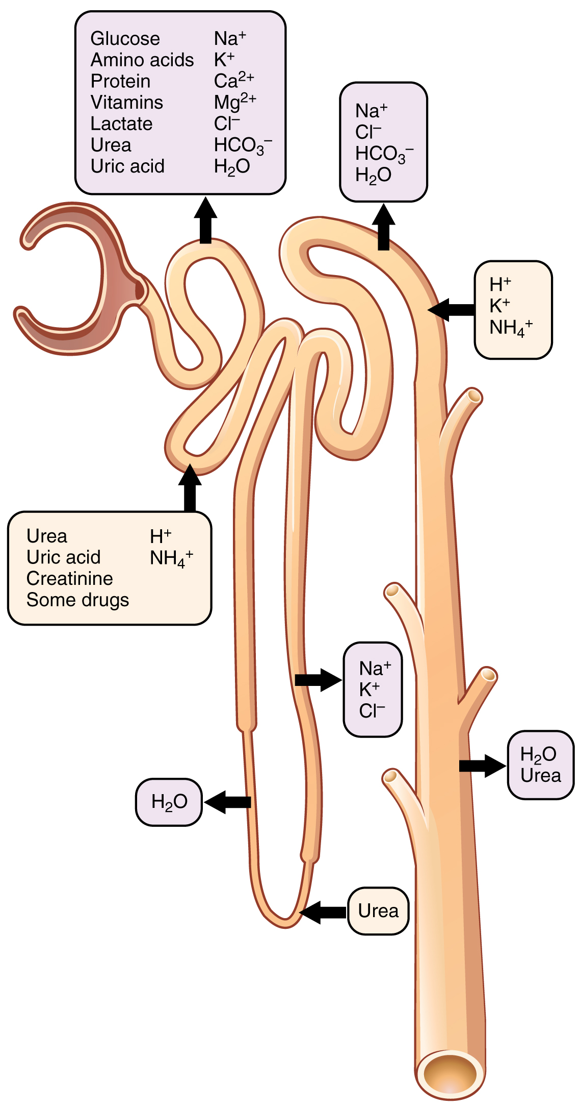 Diagram mapping the specific locations of secretion and reabsorption of various ions and molecules throughout the segments of the nephron.