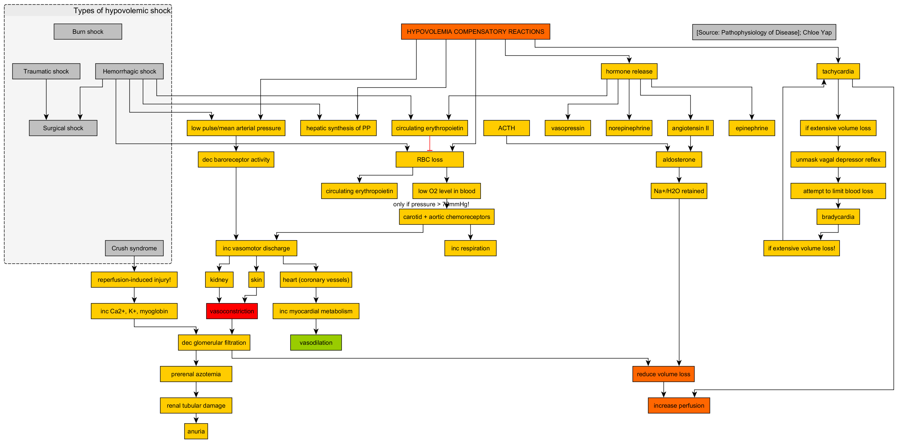 Pathophysiologic flowchart of hypovolemia. As circulating blood volume and cardiac output decrease, the body rapidly triggers compensatory mechanisms like tachycardia and vasoconstriction to maintain vital organ perfusion.