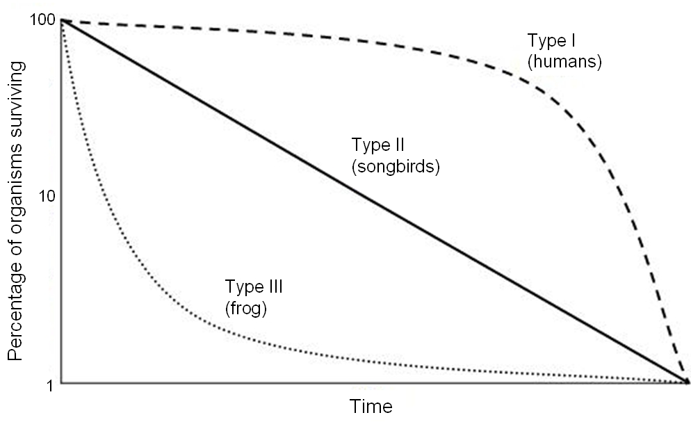 Survivorship curves graphically display the proportion of a cohort alive at each age. Type I curves generally correspond to K-selected species, while Type III curves correspond to r-selected species.