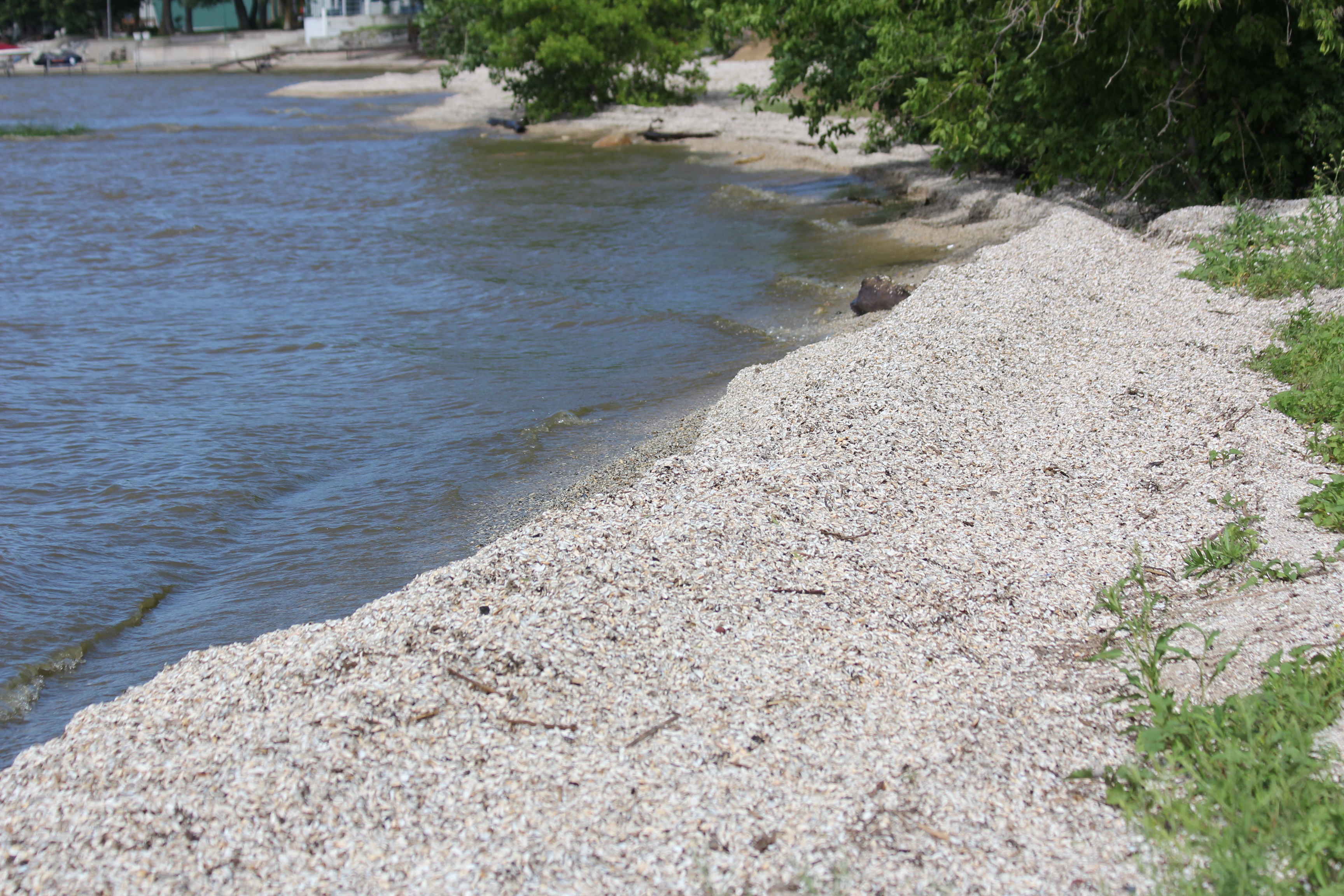 Invasive zebra mussels encrusting a shoreline. Introduced via commercial shipping, their exponential reproduction clogs infrastructure and devastates native ecosystems.