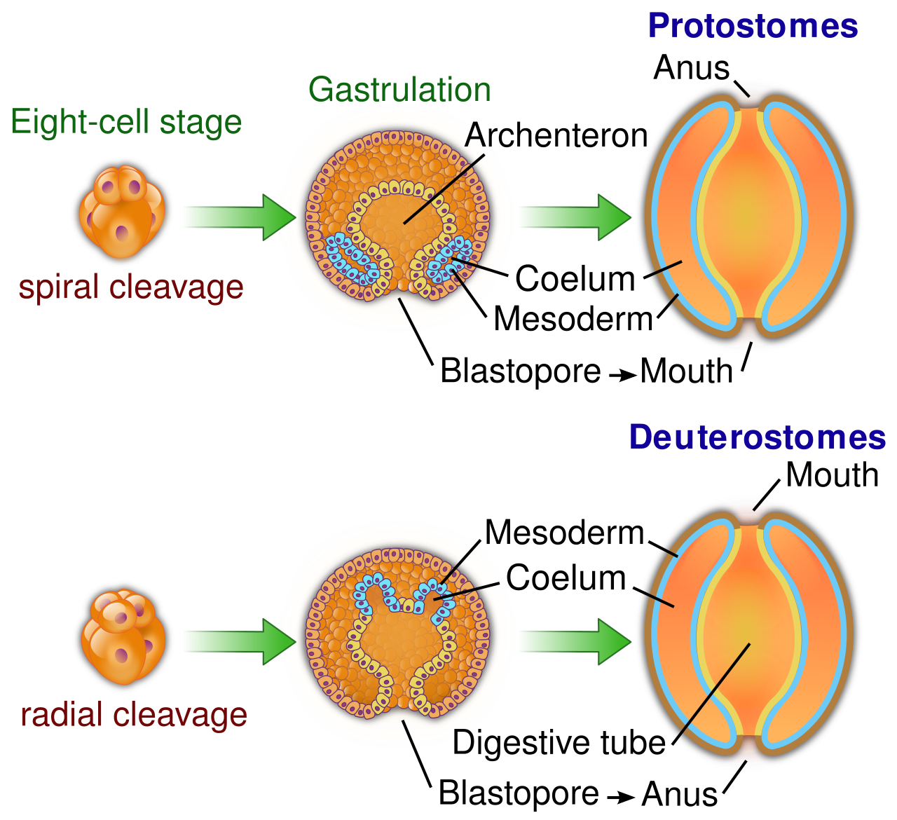 A structural comparison of early embryonic development in protostomes and deuterostomes, detailing the distinct differences in cleavage orientation and the developmental fate of the blastopore.