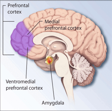 Brain regions associated with stress and PTSD — the kind of psychiatric injury an employer's duty of care must guard against, as in Walker v Northumberland County Council.