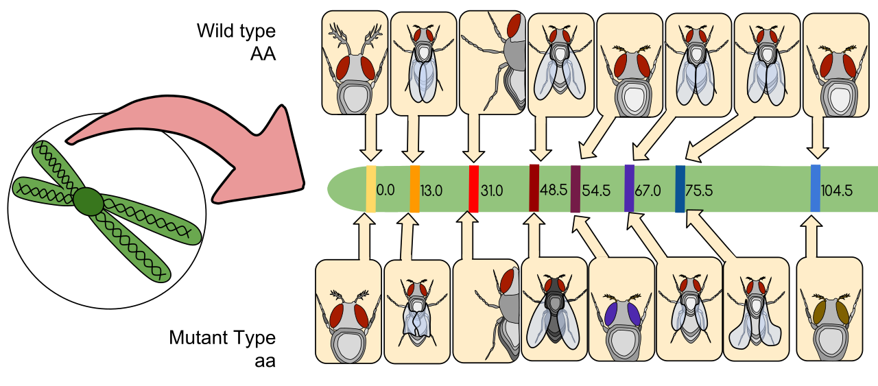 Thomas Hunt Morgan's genetic linkage map of Drosophila melanogaster. Recombination frequencies allow geneticists to determine the relative physical distance between genes on a chromosome.