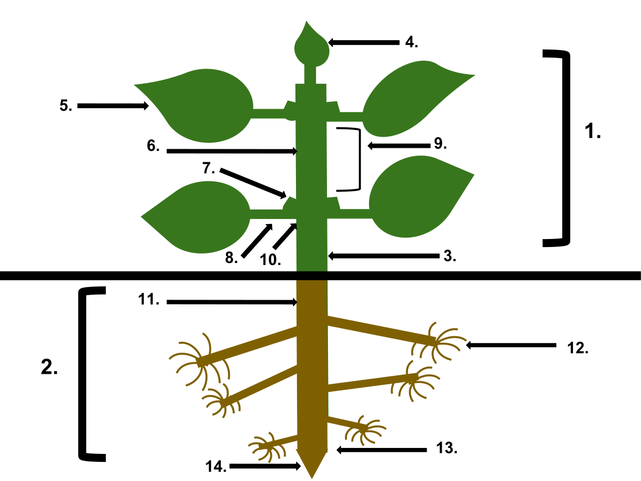 A diagram detailing the anatomy of a seed plant, illustrating how roots anchor the plant and absorb resources, while stems physically support leaves to maximize sunlight capture.