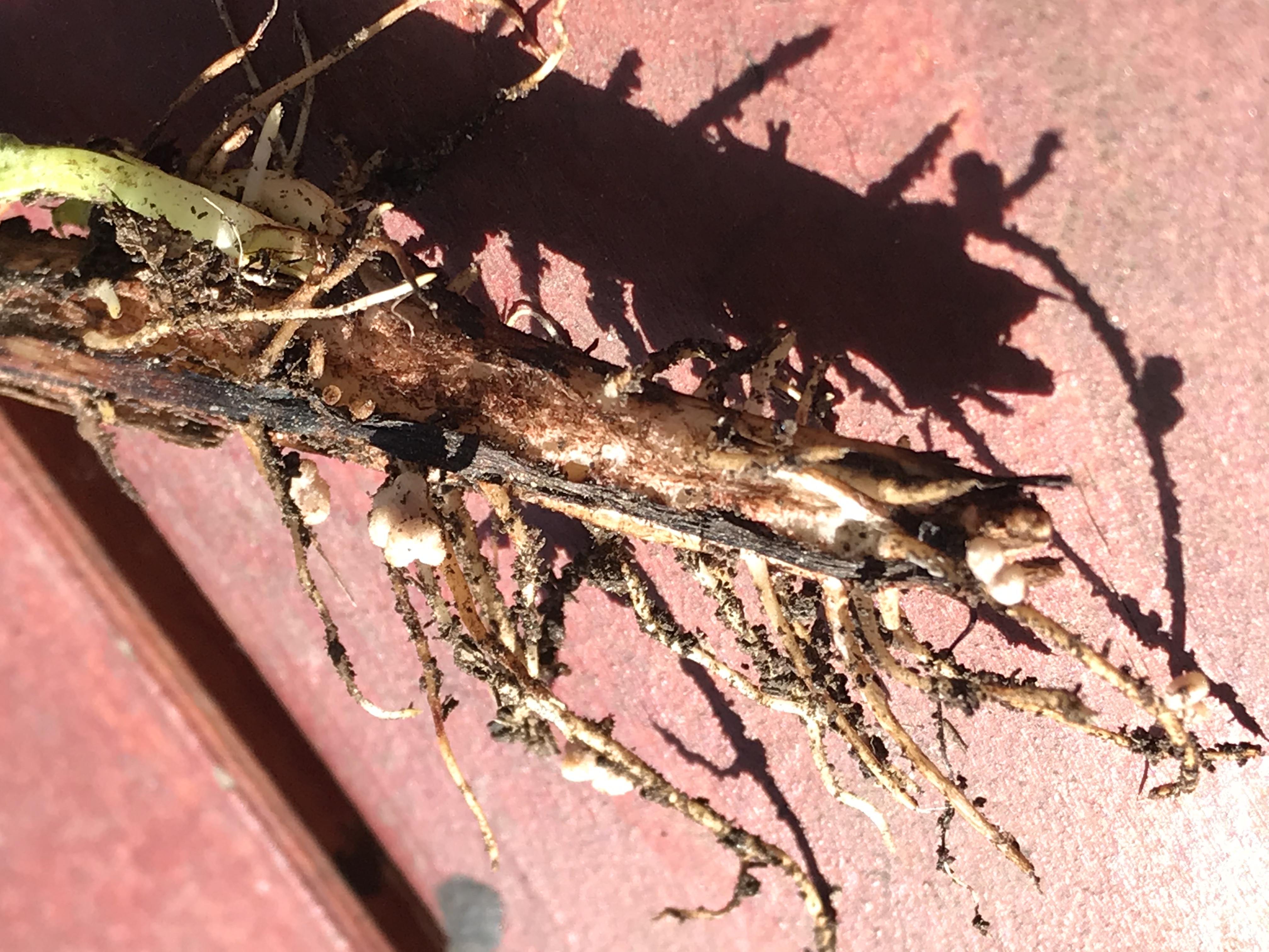 Root nodules on a leguminous plant. These specialized structures house symbiotic nitrogen-fixing bacteria that provide the plant with biologically available ammonia in exchange for sugars.