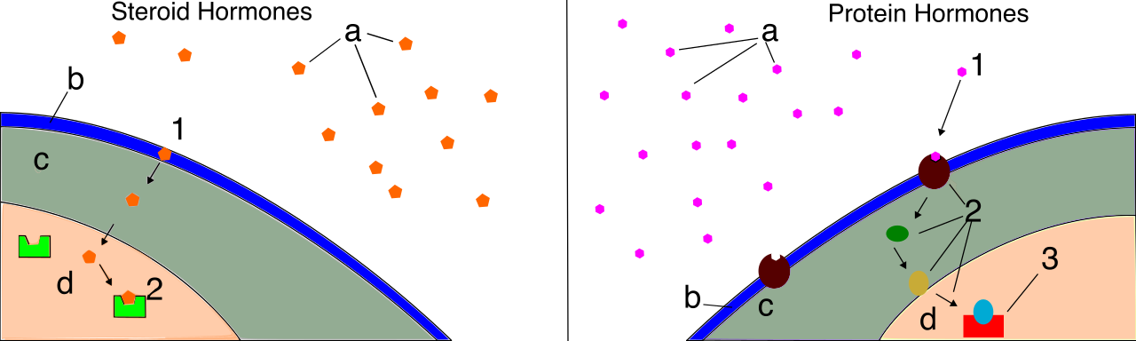 Comparison of hormone signaling mechanisms: lipid-soluble steroid hormones diffuse directly through the cell membrane to alter gene expression, while water-soluble hormones bind to surface receptors to trigger secondary messenger cascades.