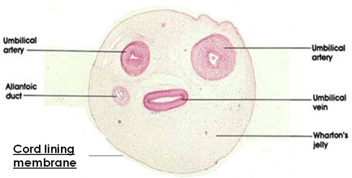 Cross-section of a human umbilical cord highlighting the presence of two arteries and one vein.