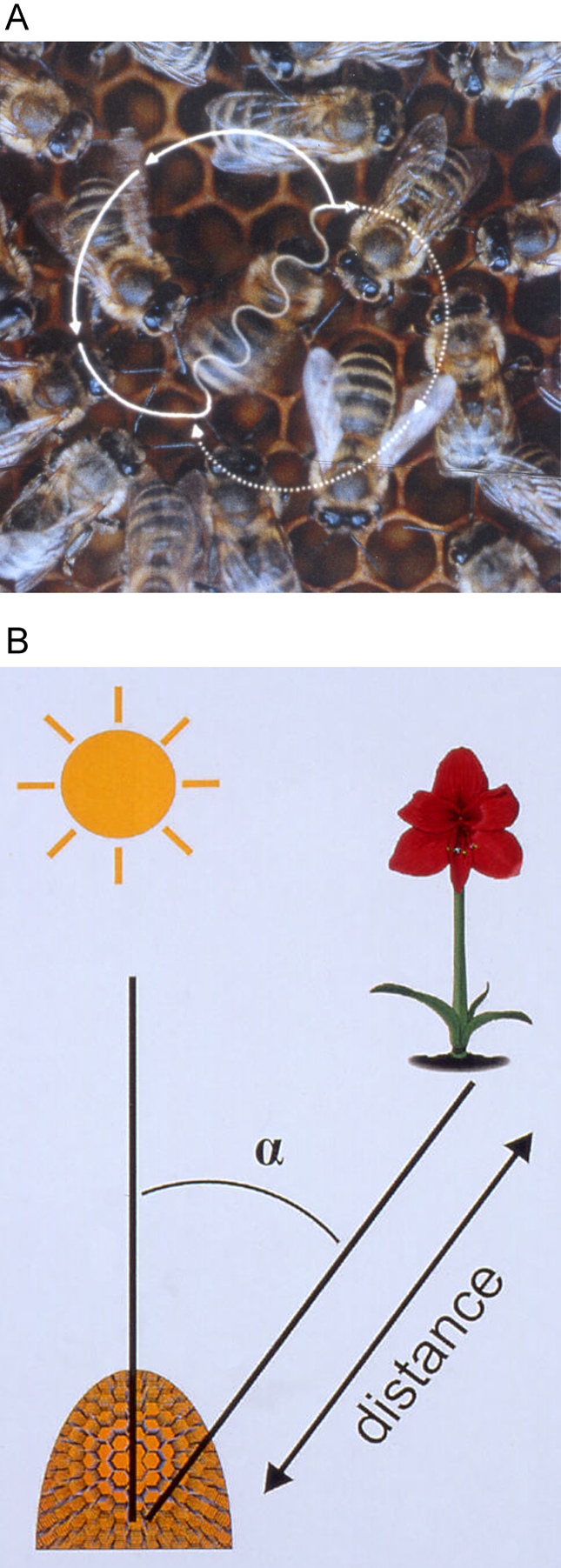 The honeybee waggle dance communicates precise spatial coordinates for foraging. The angle of the dance indicates the direction relative to the sun, while the duration of the waggle communicates the distance.