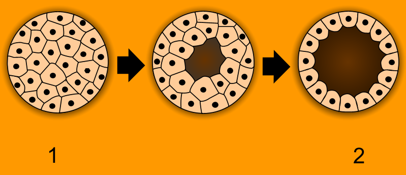 The process of blastulation, showing how rapid embryonic cleavage transforms a solid ball of cells (morula) into a hollow sphere (blastula) surrounding a fluid-filled blastocoel.