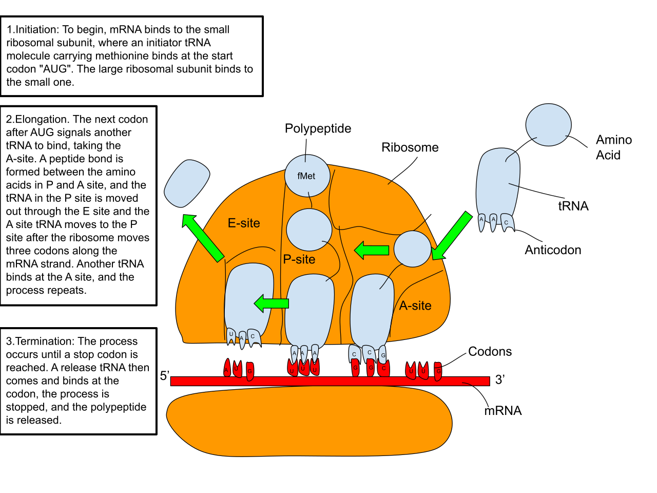 During translation, the ribosome reads mRNA codons. Transfer RNA (tRNA) molecules with matching anticodons deliver specific amino acids, which are linked to form a polypeptide chain.