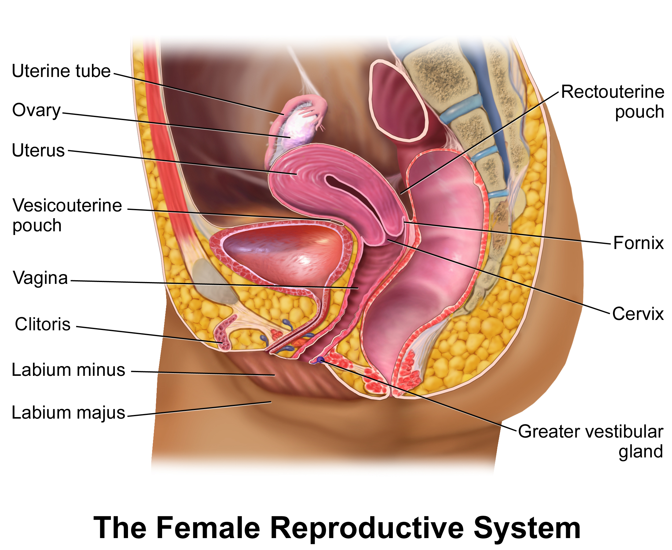 Sagittal view illustrating the internal organs and anatomical structure of the human female reproductive system.