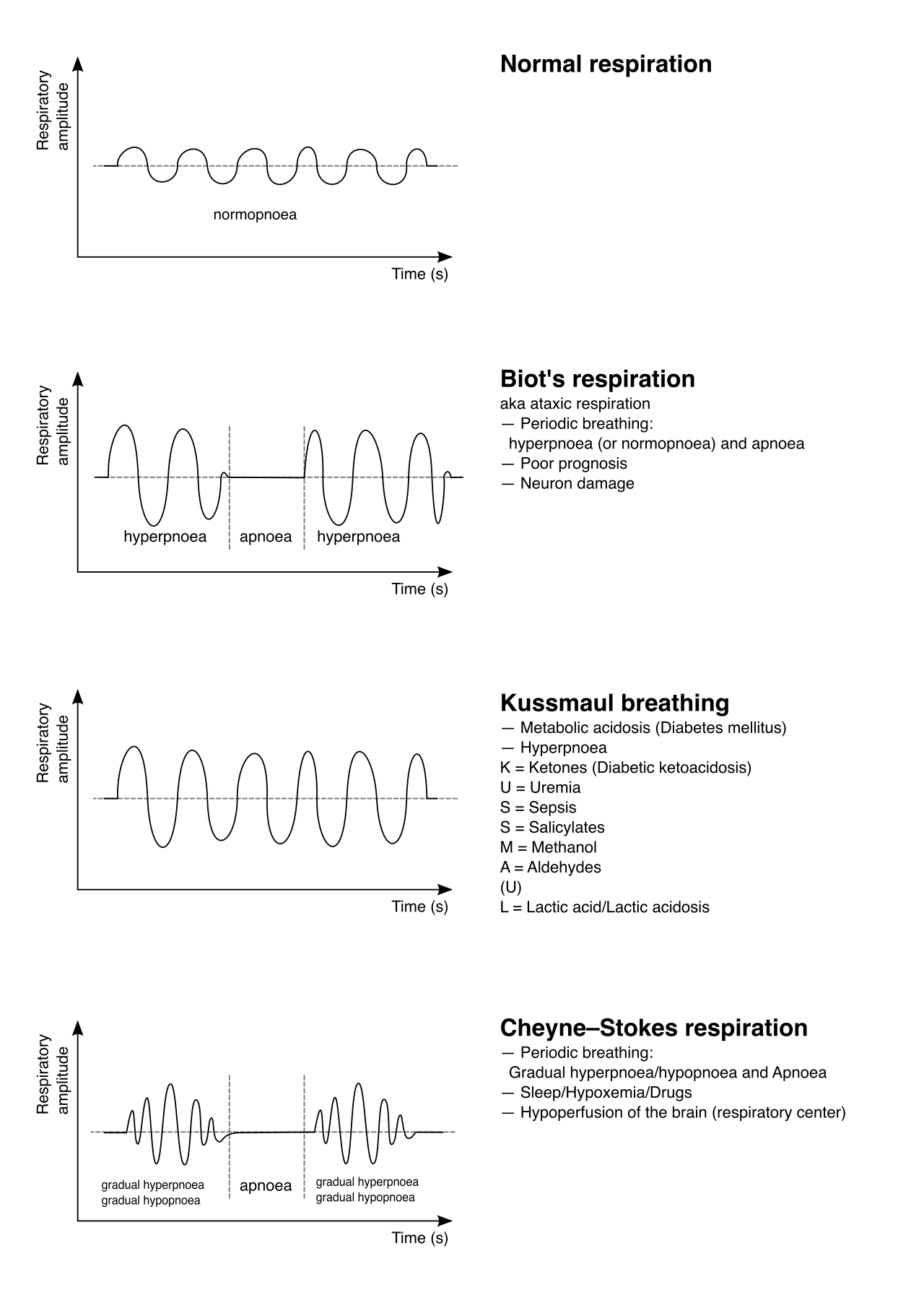 Graph outlining common pathological breathing patterns. Notice the progressively deep, rapid respirations of Kussmaul breathing (a compensatory response to metabolic acidosis) and the alternating periods of apnea in Cheyne-Stokes respirations.