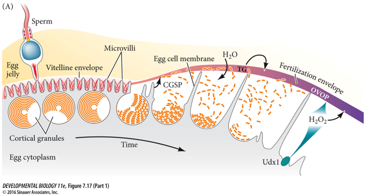 The cortical reaction during fertilization, depicting how the release of cortical granules physically alters the egg's extracellular matrix to form a protective fertilization envelope.