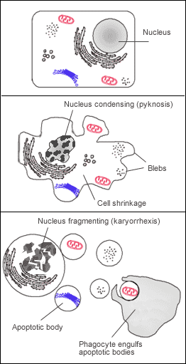 Apoptosis is a highly regulated sequence of programmed cell death used to safely package and eliminate severely damaged or defective cells before they can proliferate.