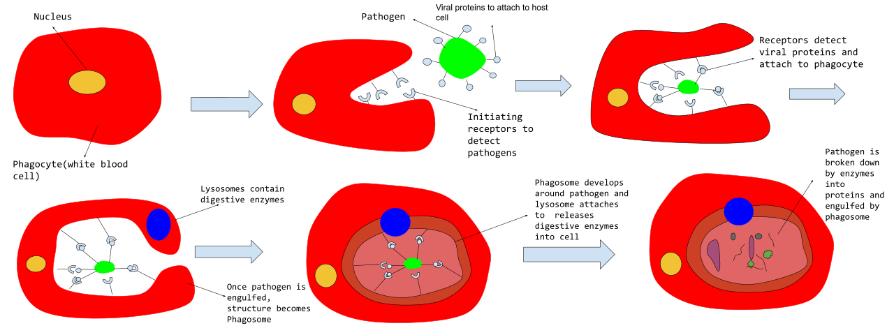 The cellular stages of phagocytosis, illustrating how a phagocyte actively engulfs, enzymatically digests, and breaks down a foreign pathogen.