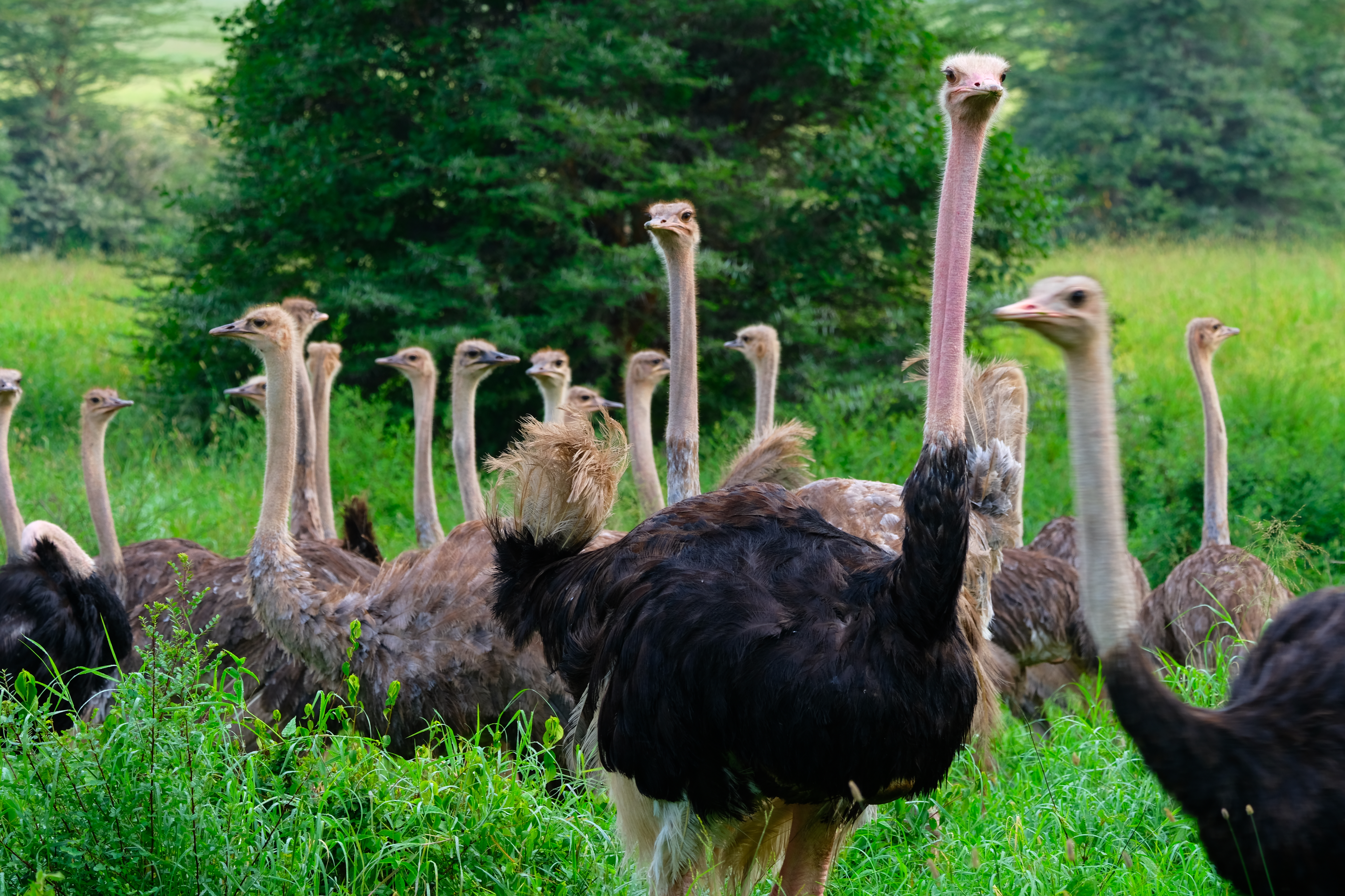In logic, finding a valid counterexample requires satisfying the initial hypothesis while invalidating the conclusion. An ostrich serves as a perfect real-world counterexample to the claim that "all birds can fly."