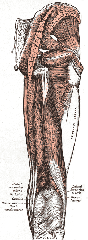 Anatomical view of the posterior femur highlighting the greater trochanter, the critical bony landmark used to determine proper cane height.