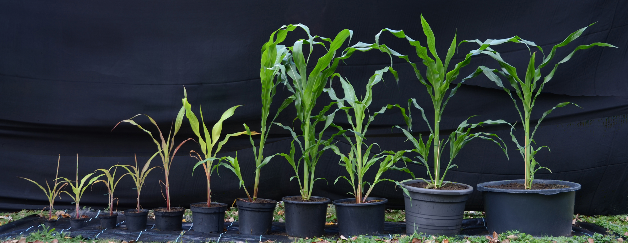 An experiment demonstrating the importance of variables. Here, the pot size acts as the independent variable directly affecting the growth of the maize, which is the dependent variable.