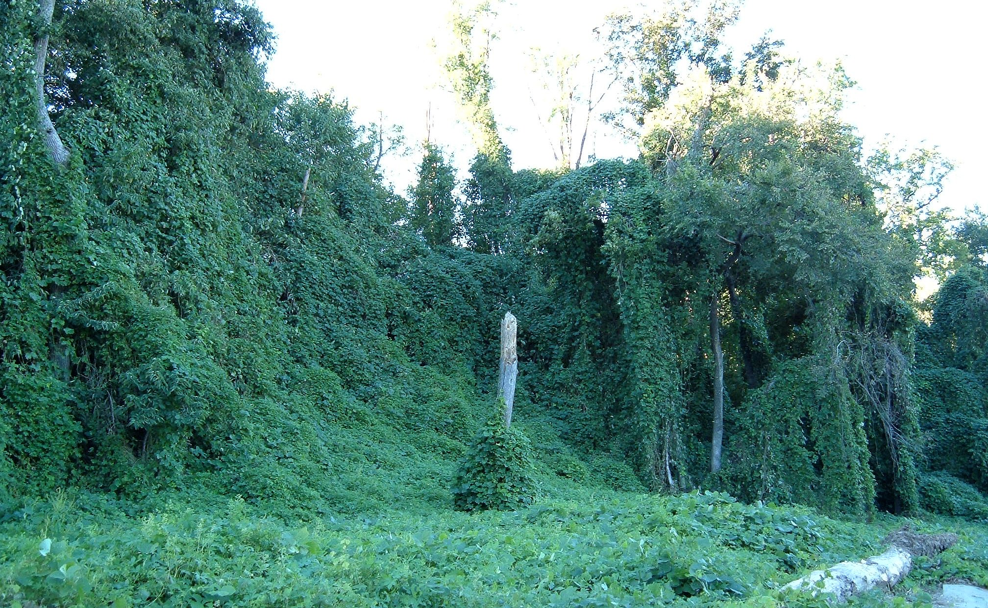 An invasive species displaying exponential growth: Kudzu vines rapidly outcompete native flora by completely smothering established trees to monopolize sunlight.