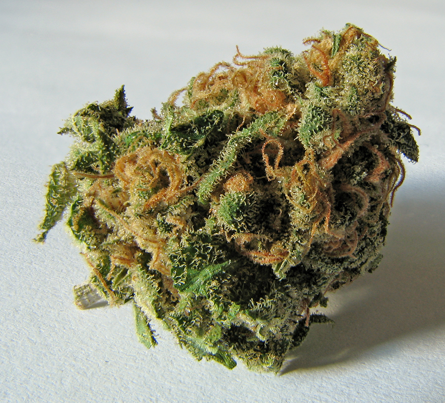 Cannabis, the substance at the centre of Sweet v Parsley: the presumption of mens rea meant a landlady unaware her tenants were smoking it on her premises escaped conviction.