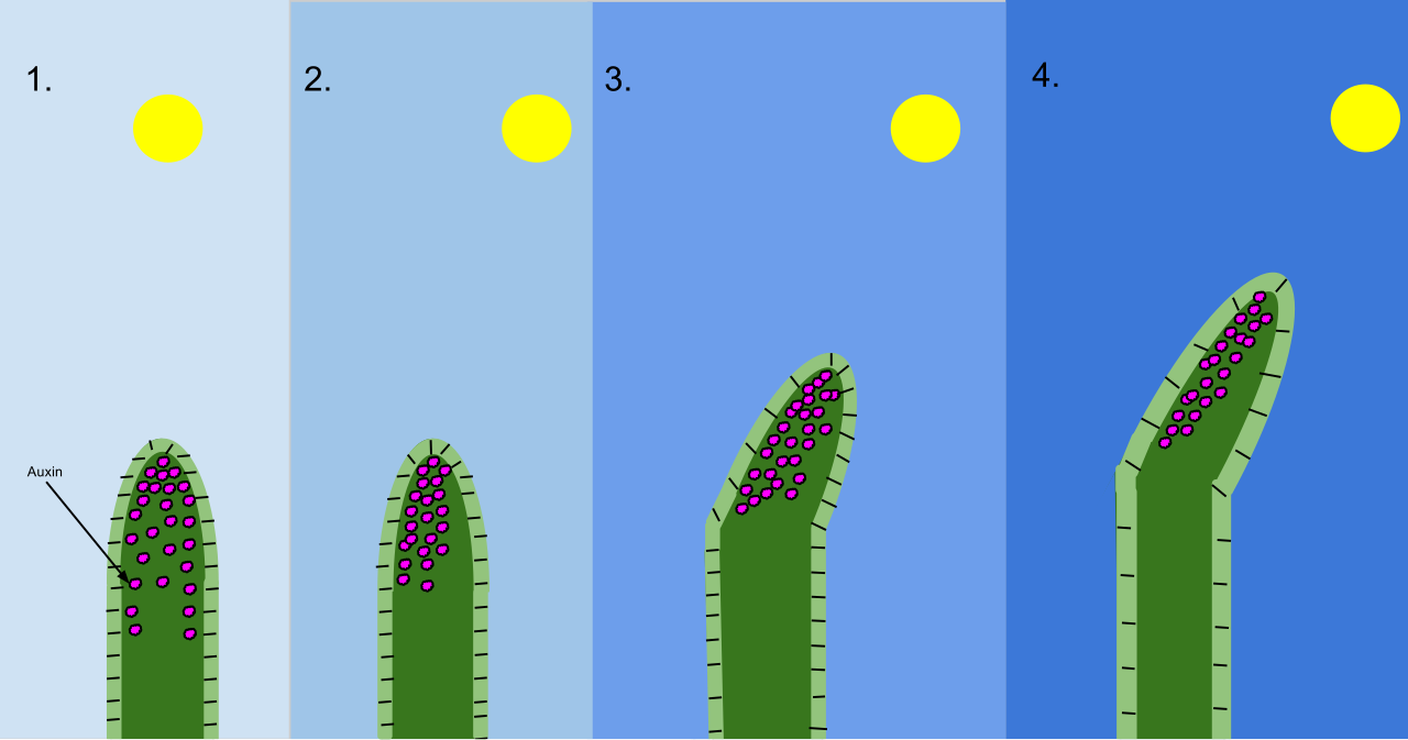 Auxin accumulation on the shaded side of a shoot stimulates localized cell elongation, causing the stem to bend toward the light source in a process known as phototropism.
