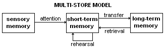The Atkinson–Shiffrin multi-store model maps the flow of information from fleeting sensory input through short-term processing into permanent long-term storage.