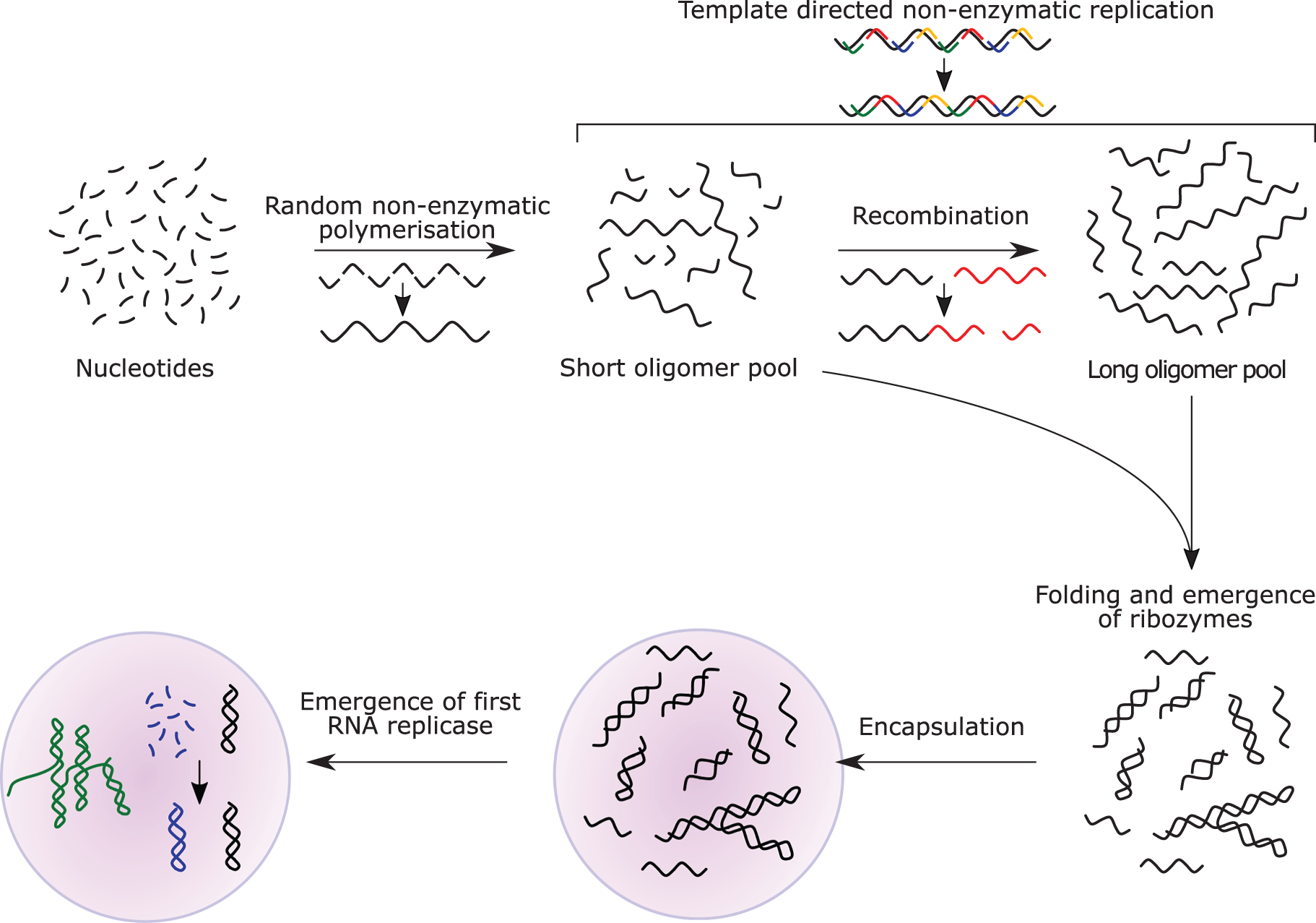 The RNA world hypothesis posits that early life relied on RNA for both storing genetic information and catalyzing biochemical reactions, prior to the evolutionary shift toward DNA and proteins.
